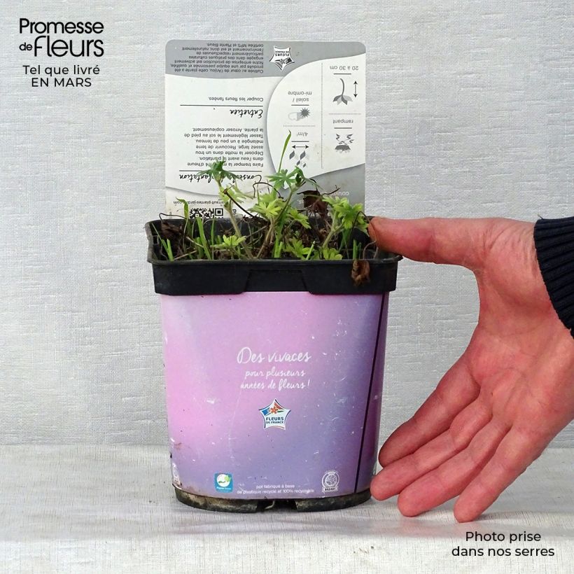 Amostra de Gerânio-sanguíneo Elke - Geranium sanguineum Vaso de 2 L/3 L tal como entregue na primavera