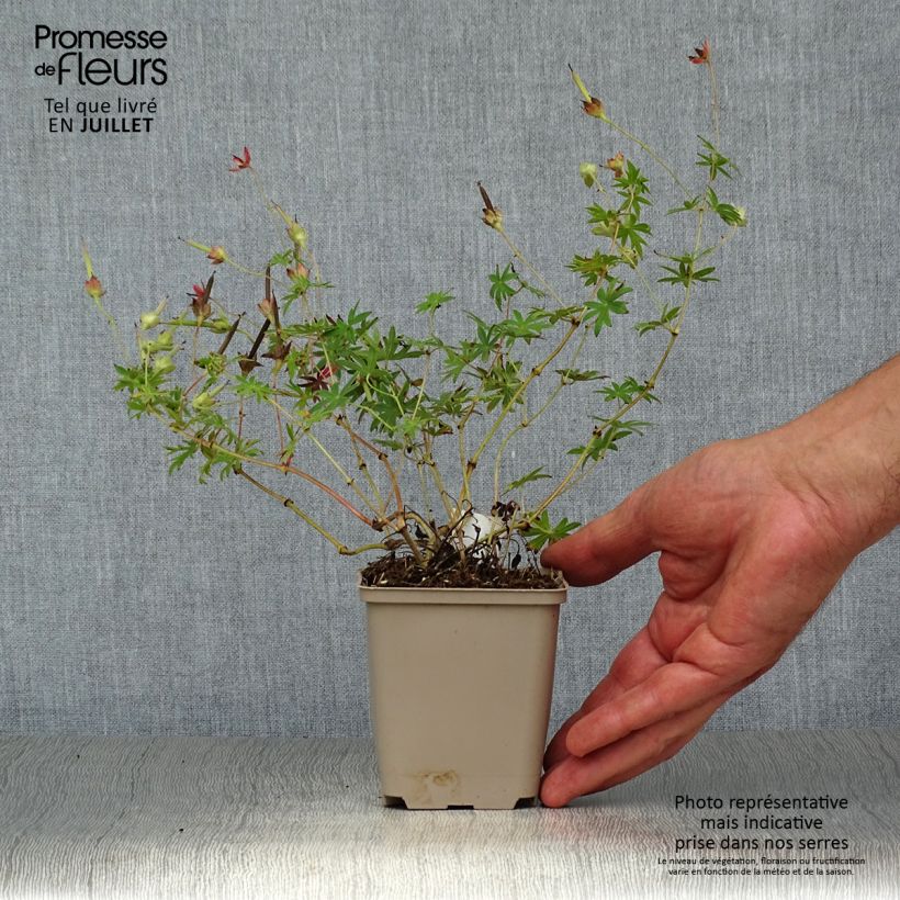Amostra de Gerânio-sanguíneo Elsbeth - Geranium sanguineum Vaso de 8/9 cm tal como entregue no verão