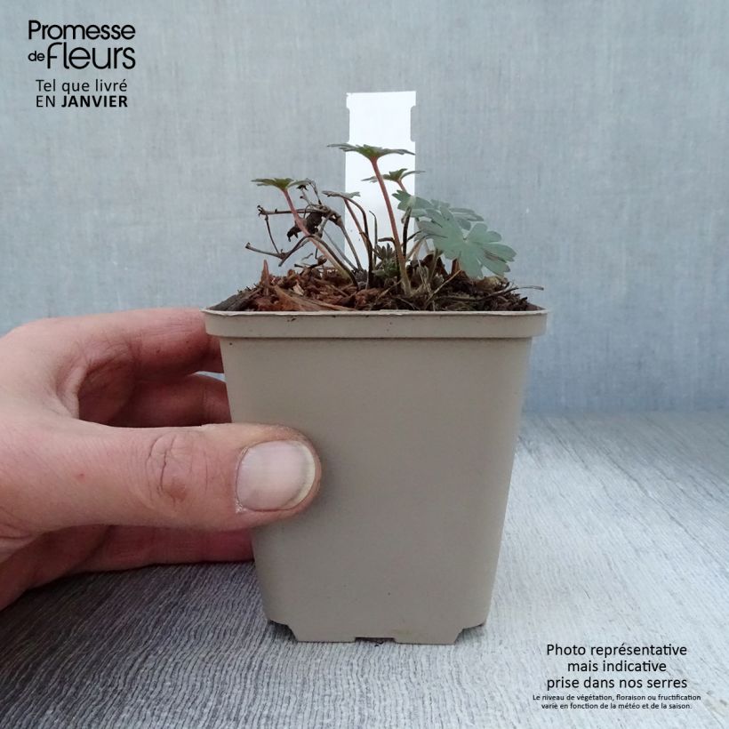 Amostra de Géranium vivace sanguineum Elsbeth Vaso de 8/9 cm tal como entregue no inverno