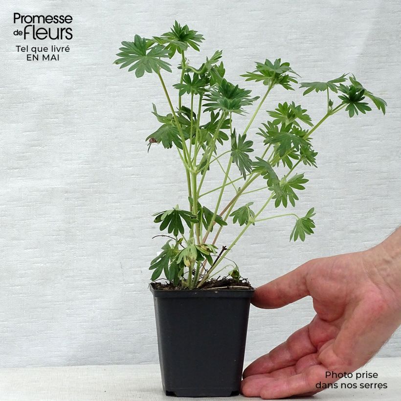 Amostra de Gerânio-sanguíneo Hannelore - Geranium sanguineum Vaso de 8/9 cm tal como entregue na primavera