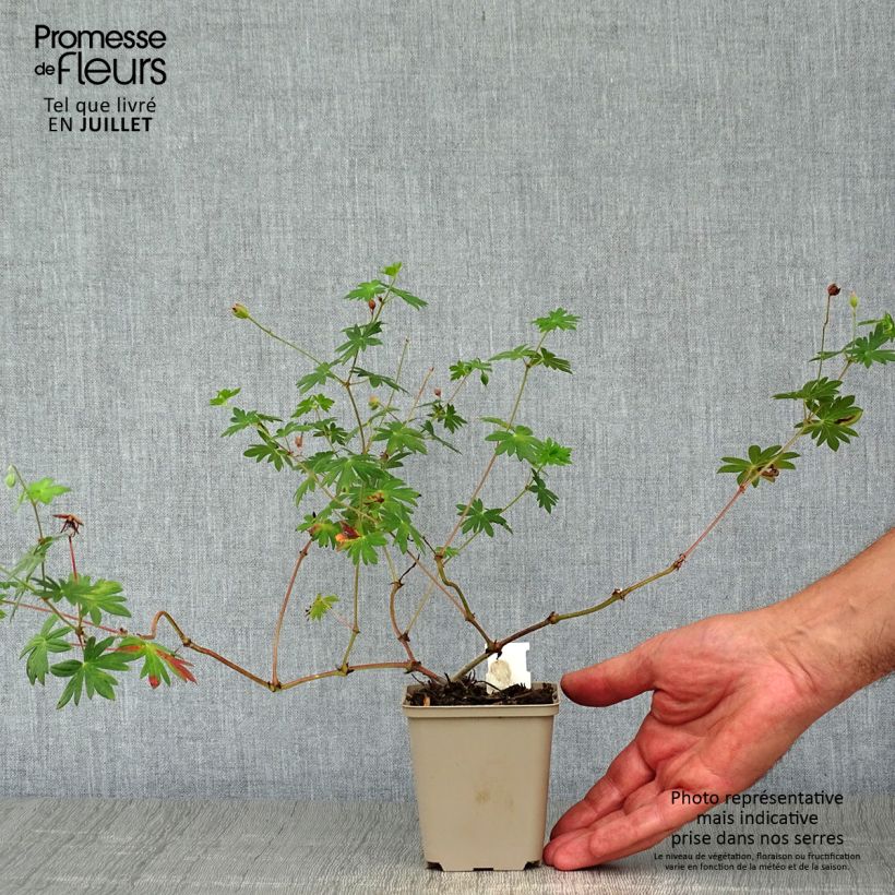 Amostra de Gerânio-sanguíneo Hannelore - Geranium sanguineum Vaso de 8/9 cm tal como entregue no verão