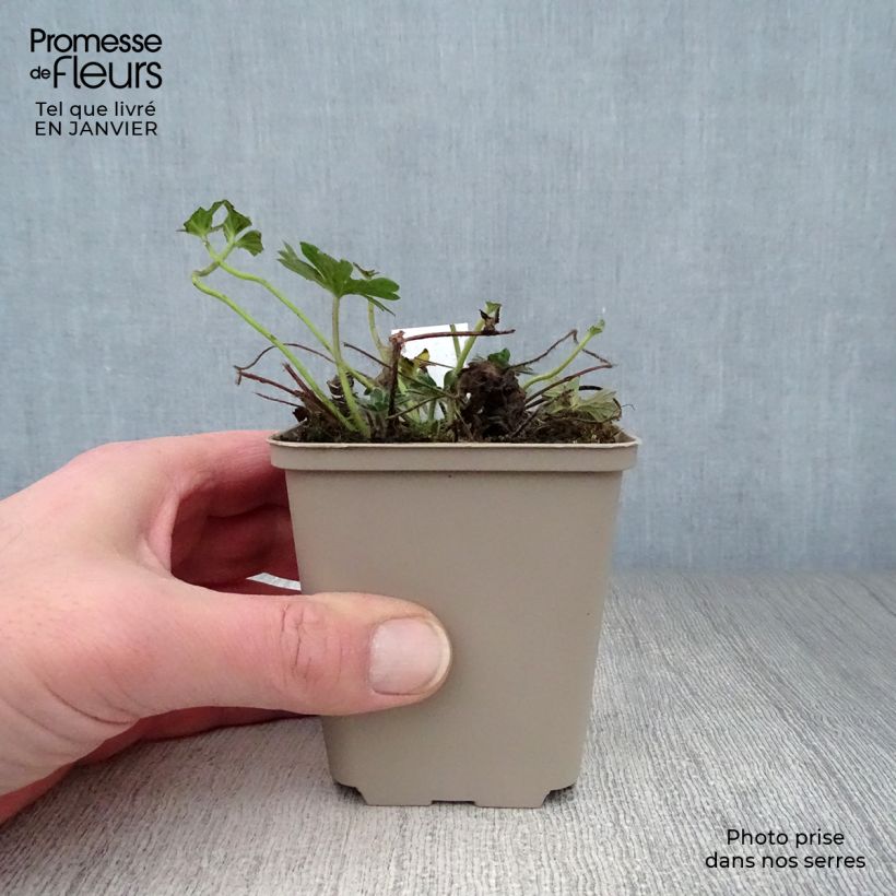 Amostra de Géranium vivace sanguineum Hannelore Vaso de 8/9 cm tal como entregue no inverno