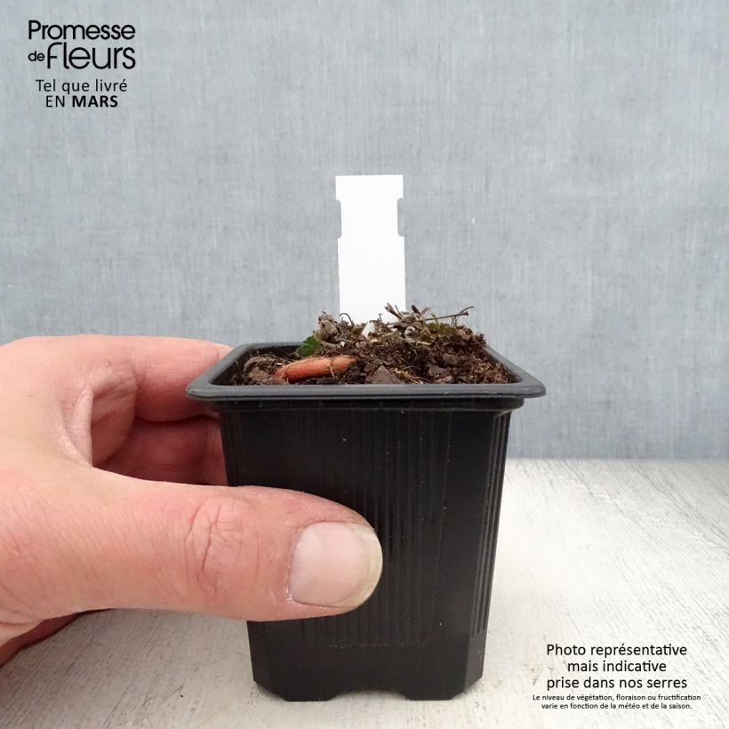 Amostra de Gerânio-sanguíneo Max Frei - Geranium sanguineum Vaso de 8/9 cm tal como entregue na primavera