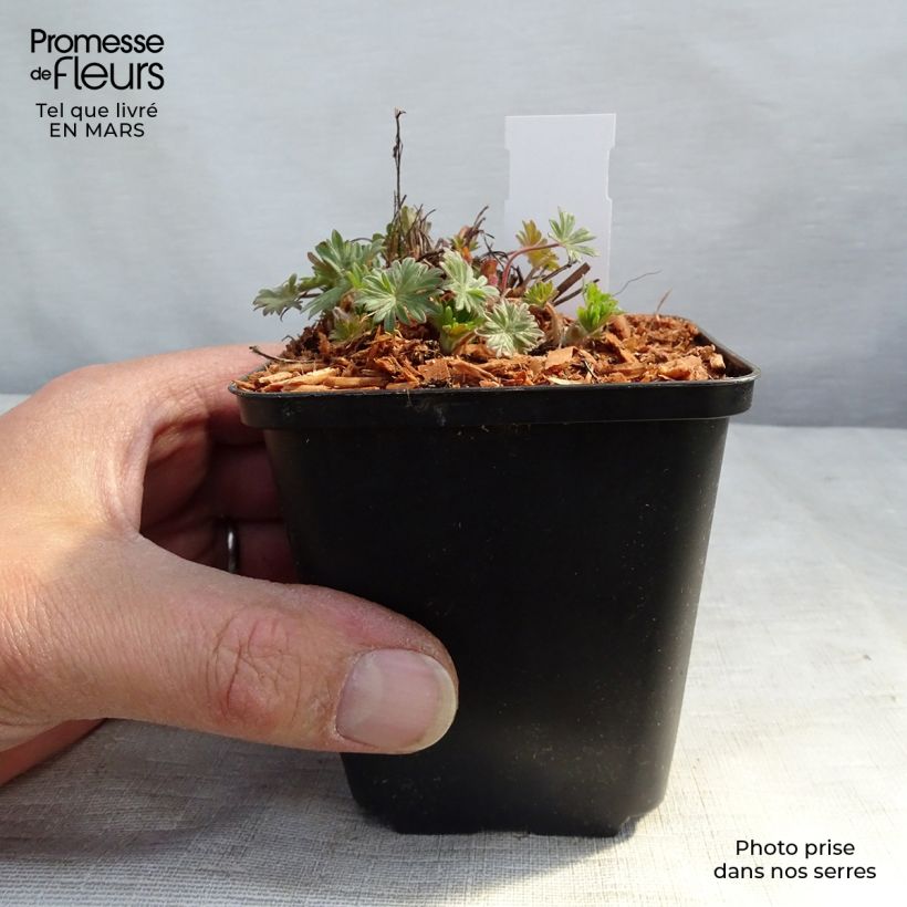 Amostra de Gerânio-sanguíneo Pink Pouffe - Geranium sanguineum Vaso de 8/9 cm tal como entregue na primavera