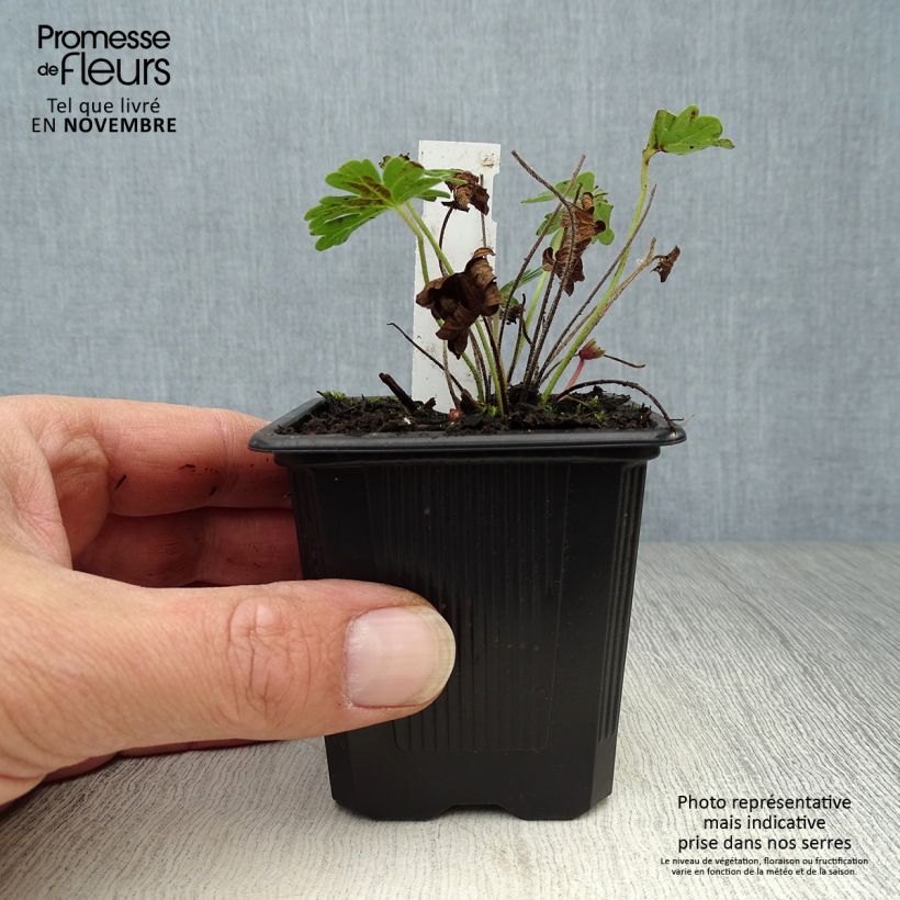Amostra de Gerânio-sanguíneo Vision - Geranium sanguineum Vaso de 8/9 cm tal como entregue no outono