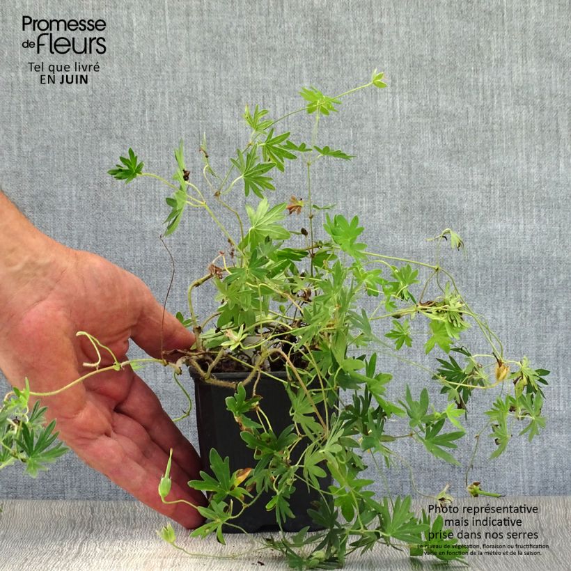 Amostra de Gerânio-sanguíneo Vision - Geranium sanguineum Vaso de 8/9 cm tal como entregue no verão