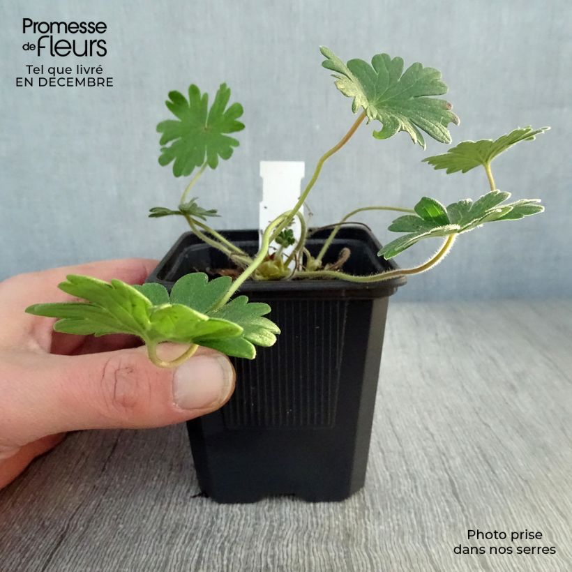 Amostra de Géranium vivace sanguineum Vision Vaso de 8/9 cm tal como entregue no inverno