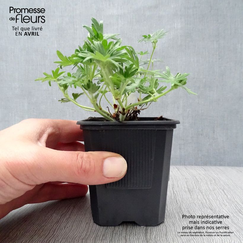 Amostra de Gerânio-sanguíneo Vision - Geranium sanguineum Vaso de 8/9 cm tal como entregue na primavera