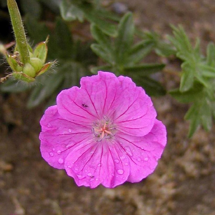 Gerânio-sanguíneo Vision - Geranium sanguineum (Floração)