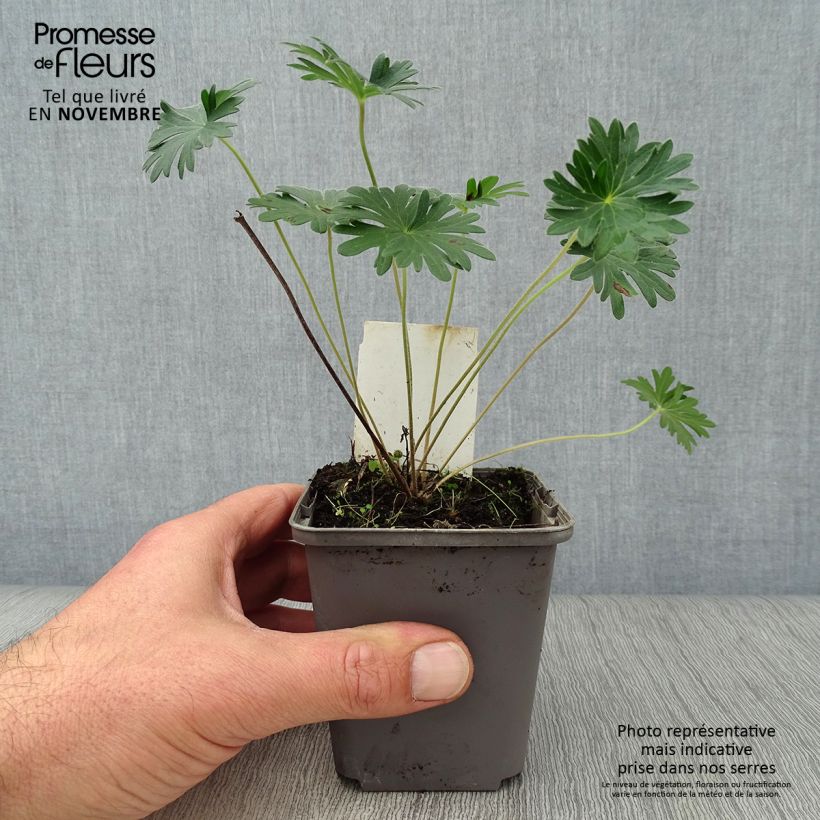 Amostra de Geranium sanguineum Vaso de 8/9 cm tal como entregue no outono