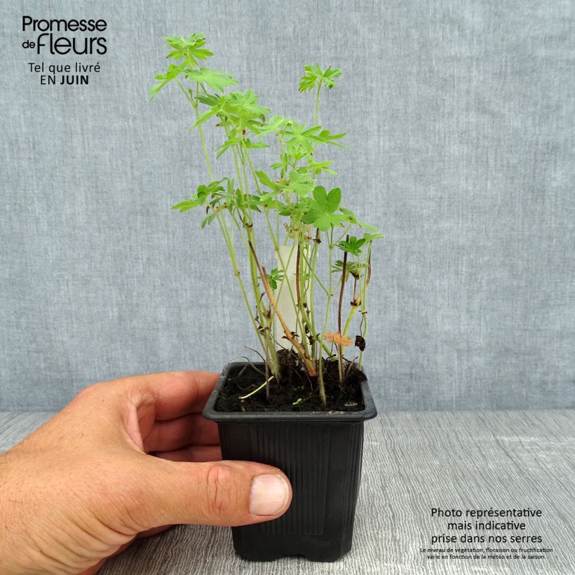 Amostra de Geranium sanguineum Vaso de 8/9 cm tal como entregue no verão