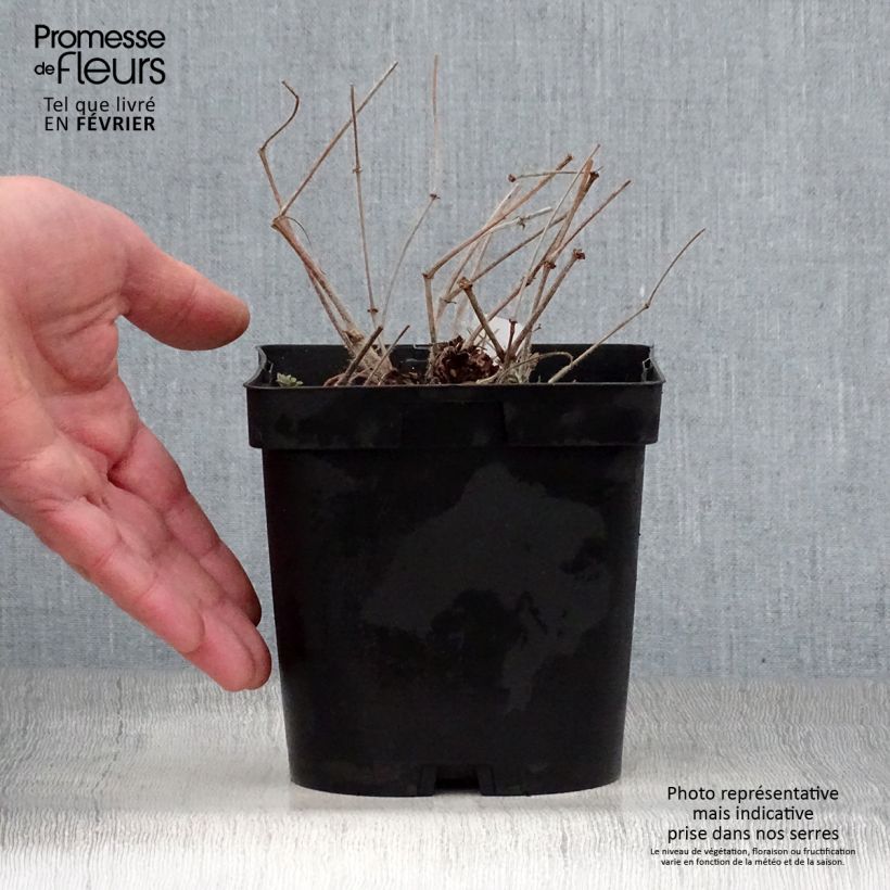 Amostra de Géranium vivace sanguineum Vaso de 1 L/1,5 L tal como entregue no inverno