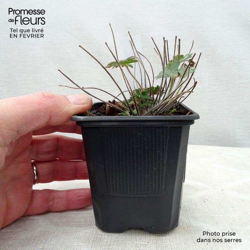 Amostra de Géranium vivace sanguineum Vaso de 8/9 cm tal como entregue no inverno