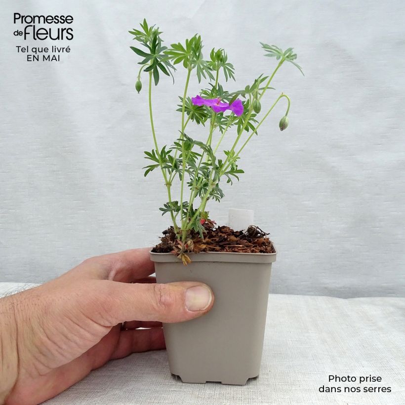 Amostra de Geranium sanguineum Vaso de 8/9 cm tal como entregue na primavera
