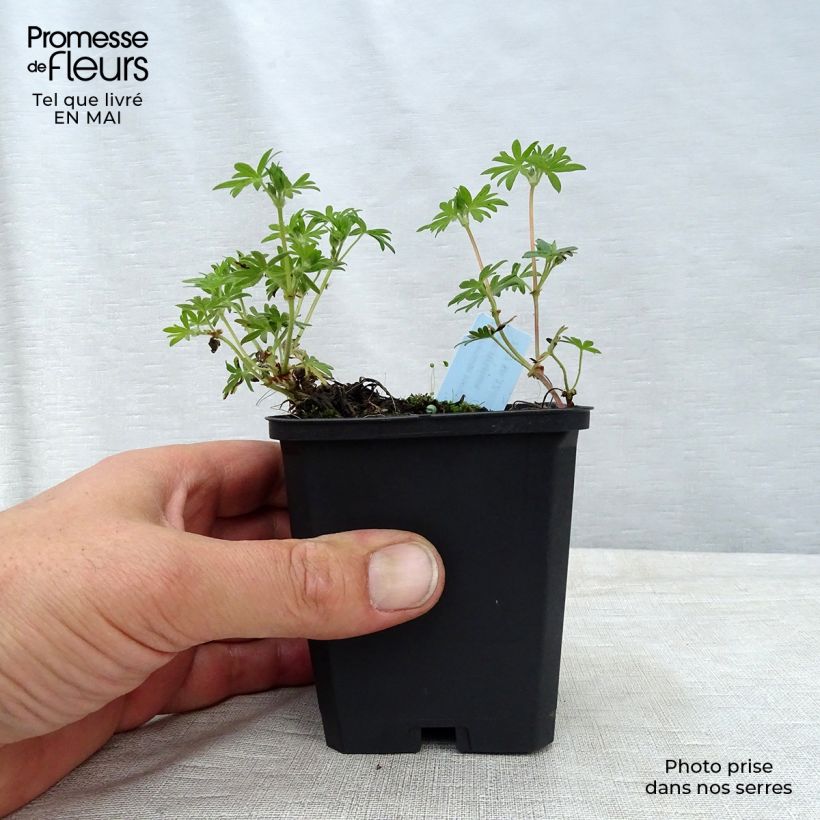 Amostra de Gerânio-sanguíneo var. striatum - Geranium sanguineum Vaso de 7/8 cm tal como entregue na primavera