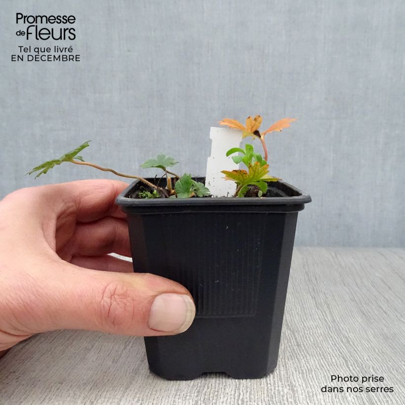 Amostra de Géranium vivace sanguineum striatum Vaso de 7/8 cm tal como entregue no inverno