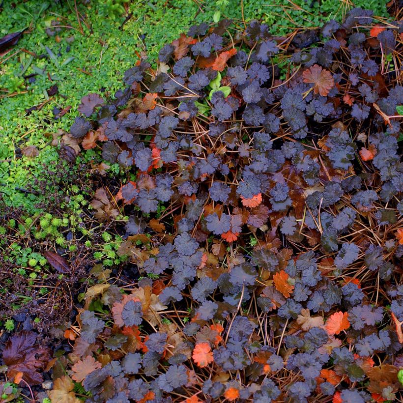 Geranium sessiliflorum Nigricans (Folhagem)