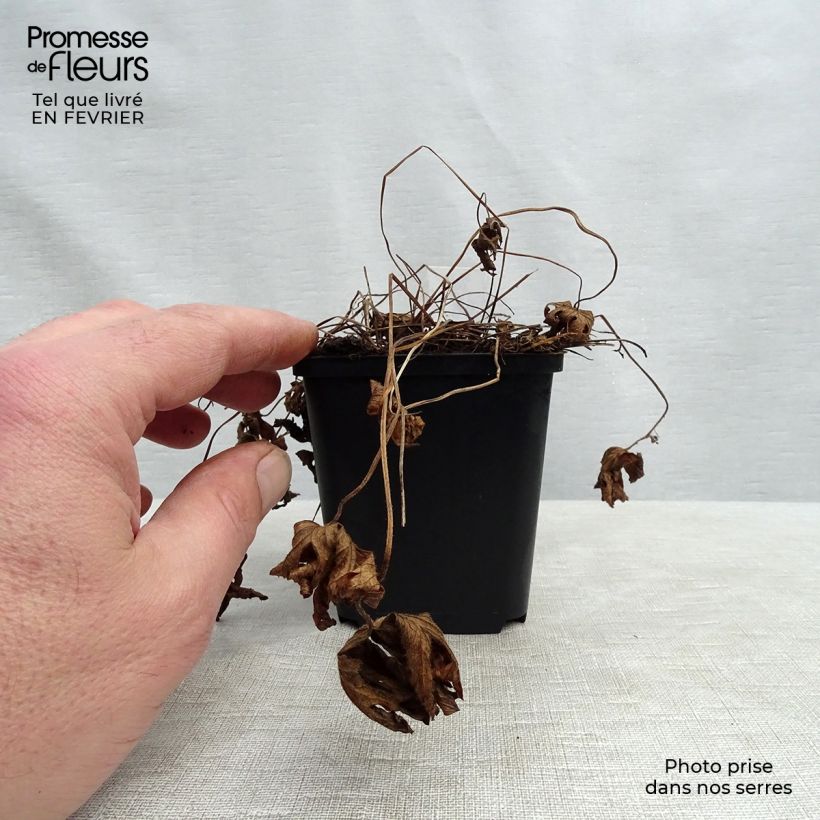 Amostra de Géranium vivace sylvaticum Album Vaso de 8/9 cm tal como entregue no inverno