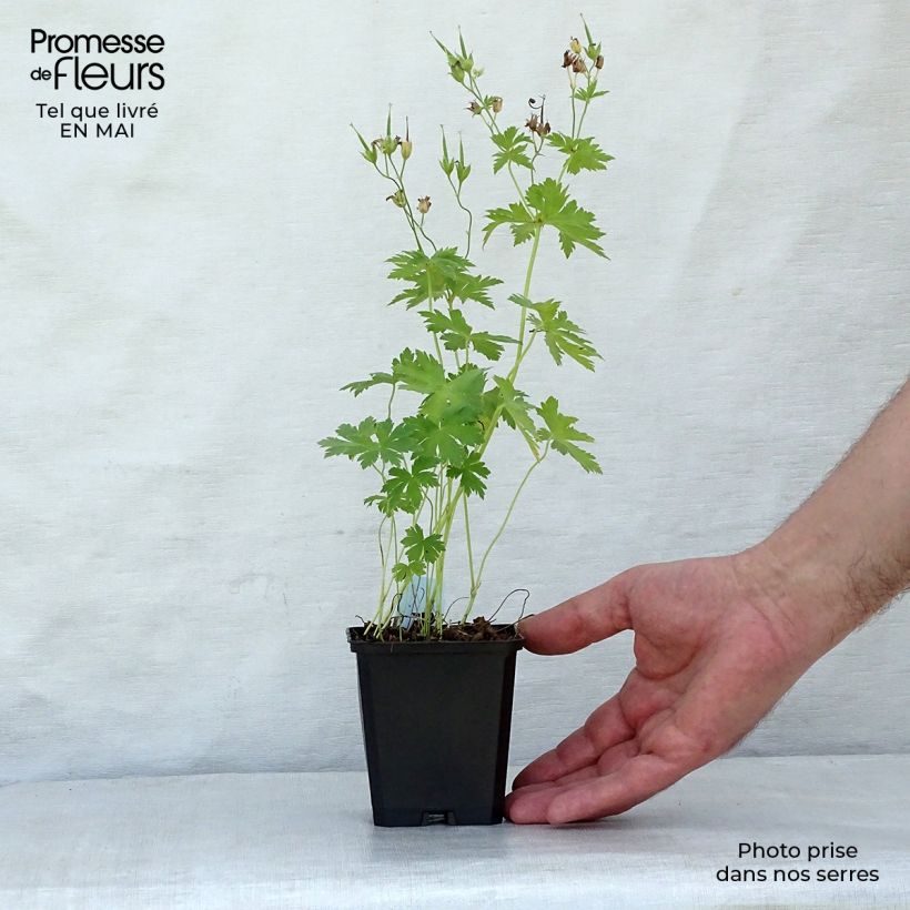 Amostra de Geranium sylvaticum Album Vaso de 8/9 cm tal como entregue na primavera