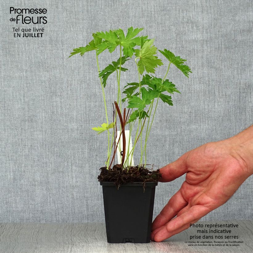 Amostra de Geranium sylvaticum Album Vaso de 8/9 cm tal como entregue no verão