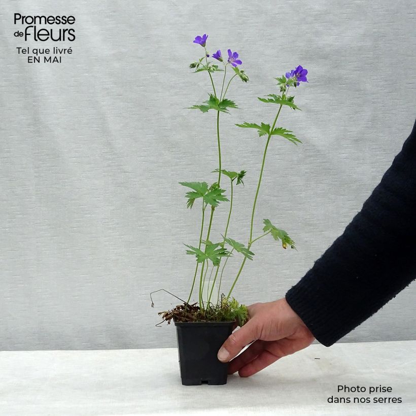 Amostra de Geranium sylvaticum Birch Lilac Vaso de 8/9 cm tal como entregue na primavera