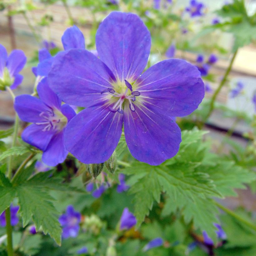 Geranium sylvaticum Bridget Lion (Floração)