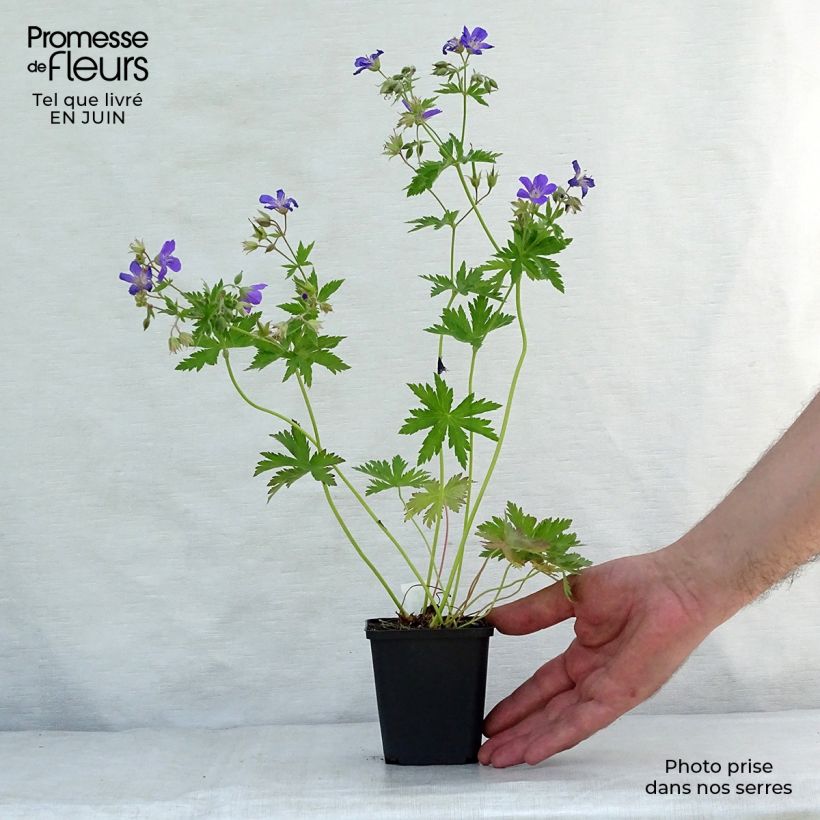 Amostra de Geranium sylvaticum Bridget Lion Vaso de 8/9 cm tal como entregue no verão
