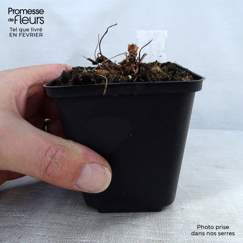 Amostra de Geranium sylvaticum Bridget Lion Vaso de 8/9 cm tal como entregue no inverno