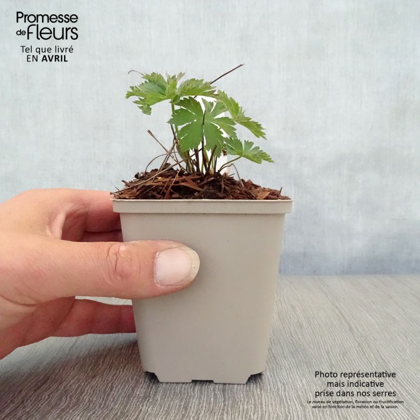 Amostra de Geranium sylvaticum Bridget Lion Vaso de 8/9 cm tal como entregue na primavera