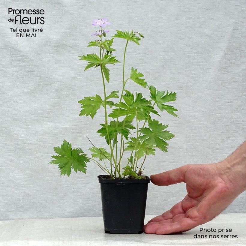 Amostra de Geranium sylvaticum Ice Blue Vaso de 8/9 cm tal como entregue na primavera