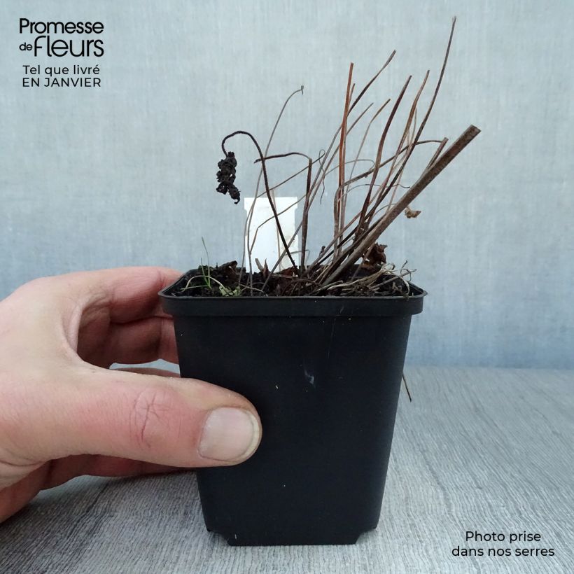 Amostra de Geranium vivace sylvaticum Ice Blue Vaso de 8/9 cm tal como entregue no inverno