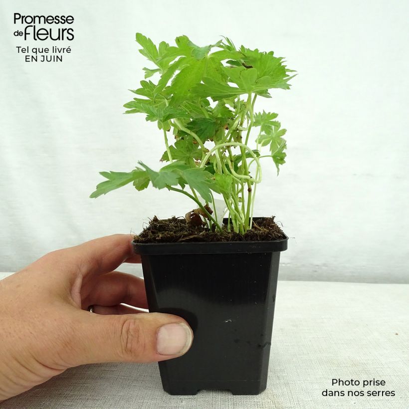 Amostra de Geranium sylvaticum May Flower Vaso de 8/9 cm tal como entregue no verão