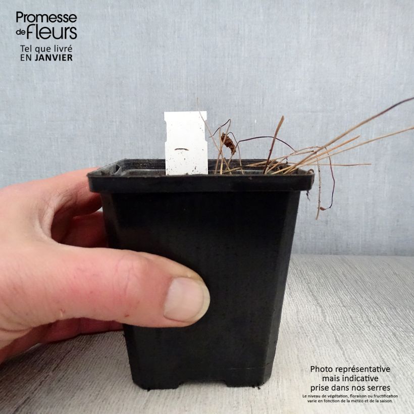 Amostra de Géranium vivace sylvaticum May Flower Vaso de 8/9 cm tal como entregue no inverno