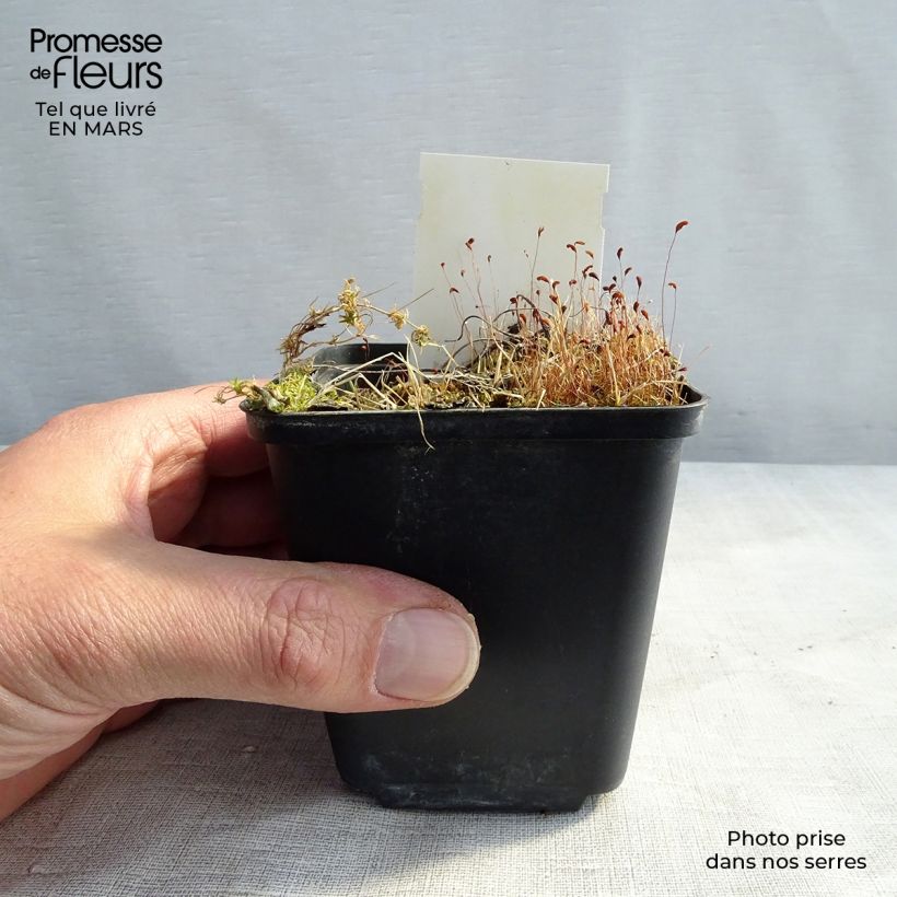 Amostra de Geranium sylvaticum var. wanneri Vaso de 8/9 cm tal como entregue na primavera