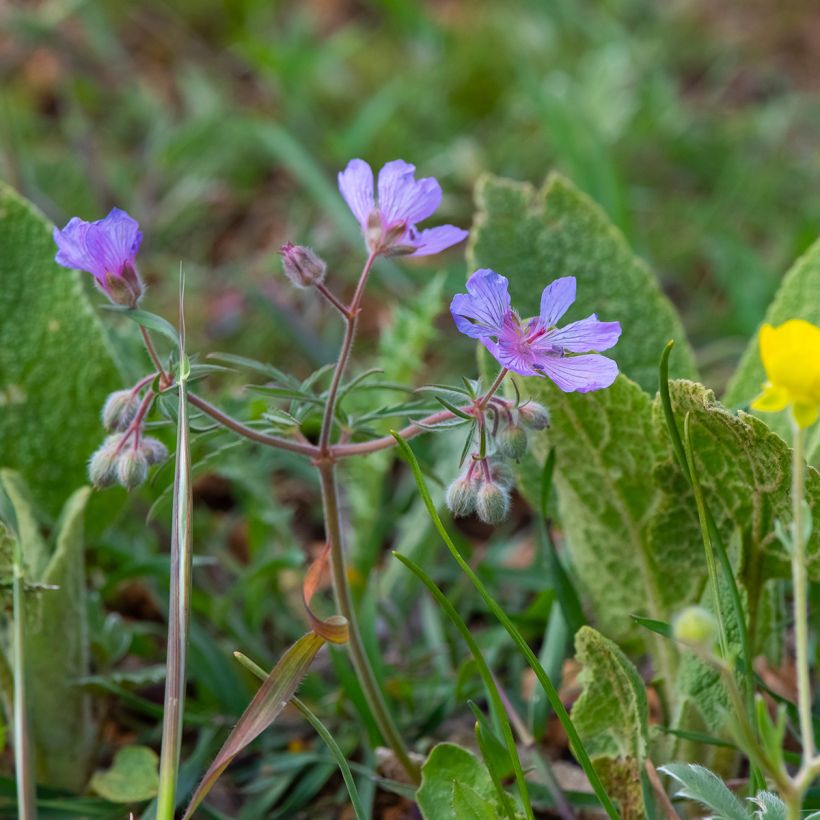 Geranium tuberosum (Hábito)