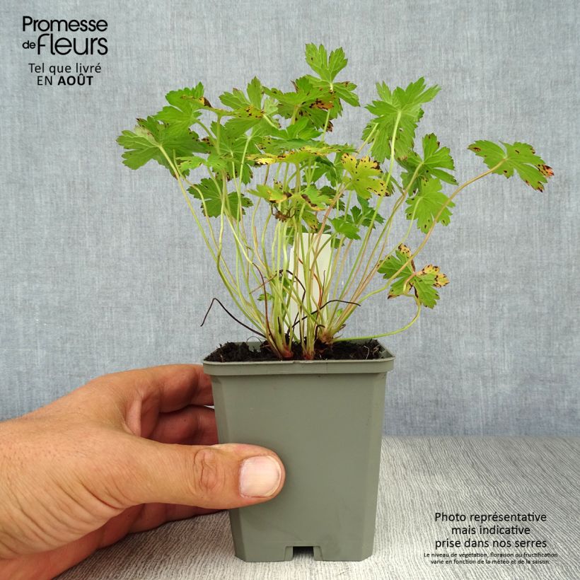 Amostra de Geranium versicolor Vaso de 8/9 cm tal como entregue no verão