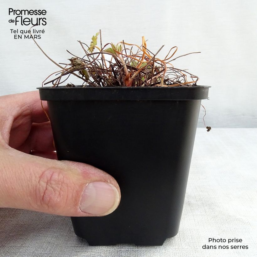 Amostra de Geranium versicolor Vaso de 8/9 cm tal como entregue na primavera