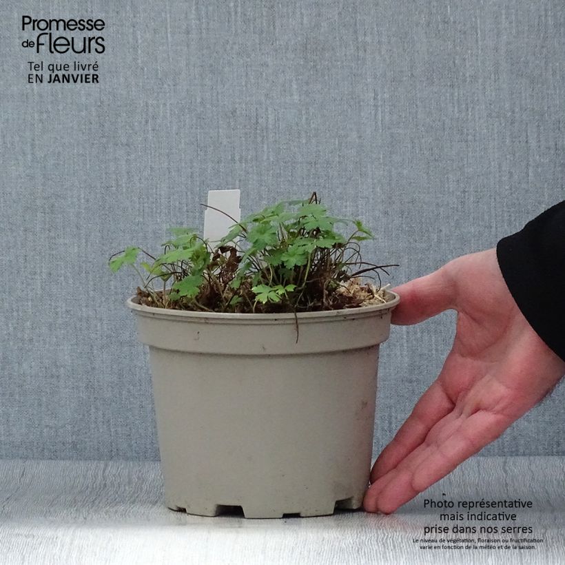 Amostra de Geranium versicolor Vaso de 2 L/3 L tal como entregue no inverno