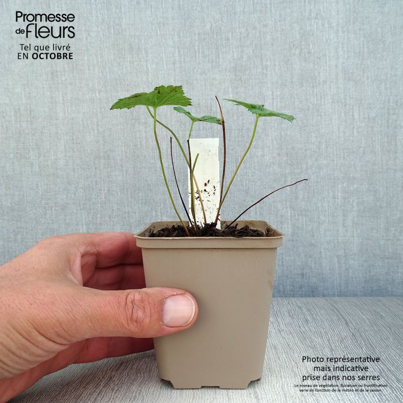 Amostra de Geranium wallichianum Buxton s Variety Vaso de 8/9 cm tal como entregue no outono
