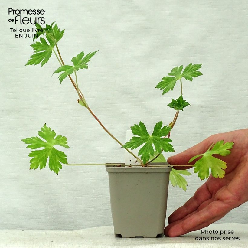 Amostra de Geranium wallichianum Buxton s Variety Vaso de 8/9 cm tal como entregue no verão