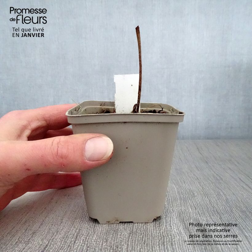 Amostra de Géranium vivace wallichianum Buxton s Variety Vaso de 8/9 cm tal como entregue no inverno