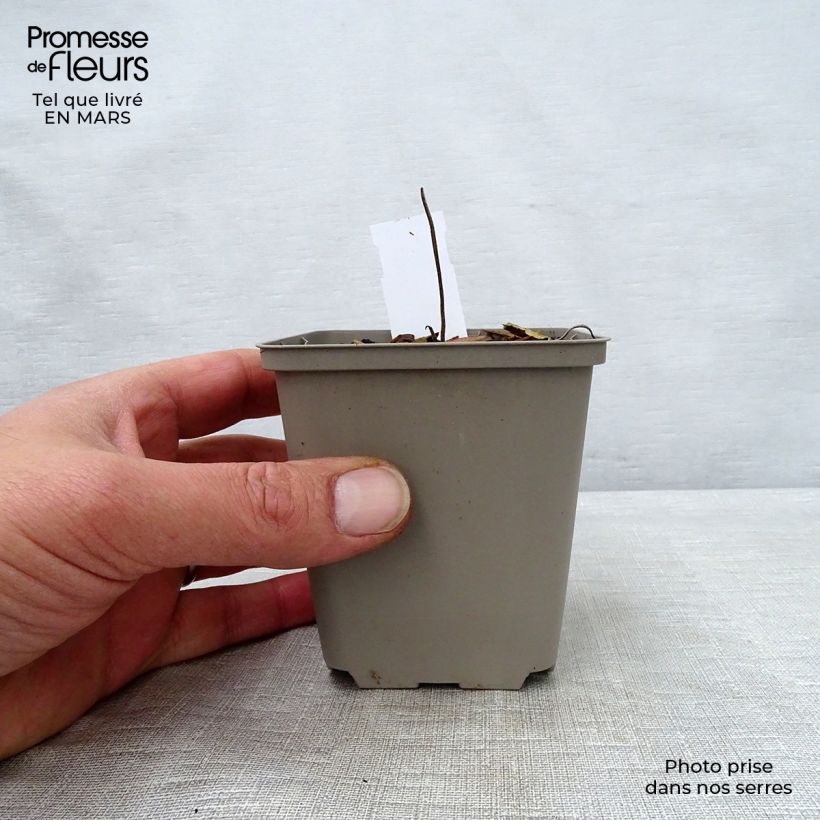 Amostra de Geranium wallichianum Buxton s Variety Vaso de 8/9 cm tal como entregue na primavera