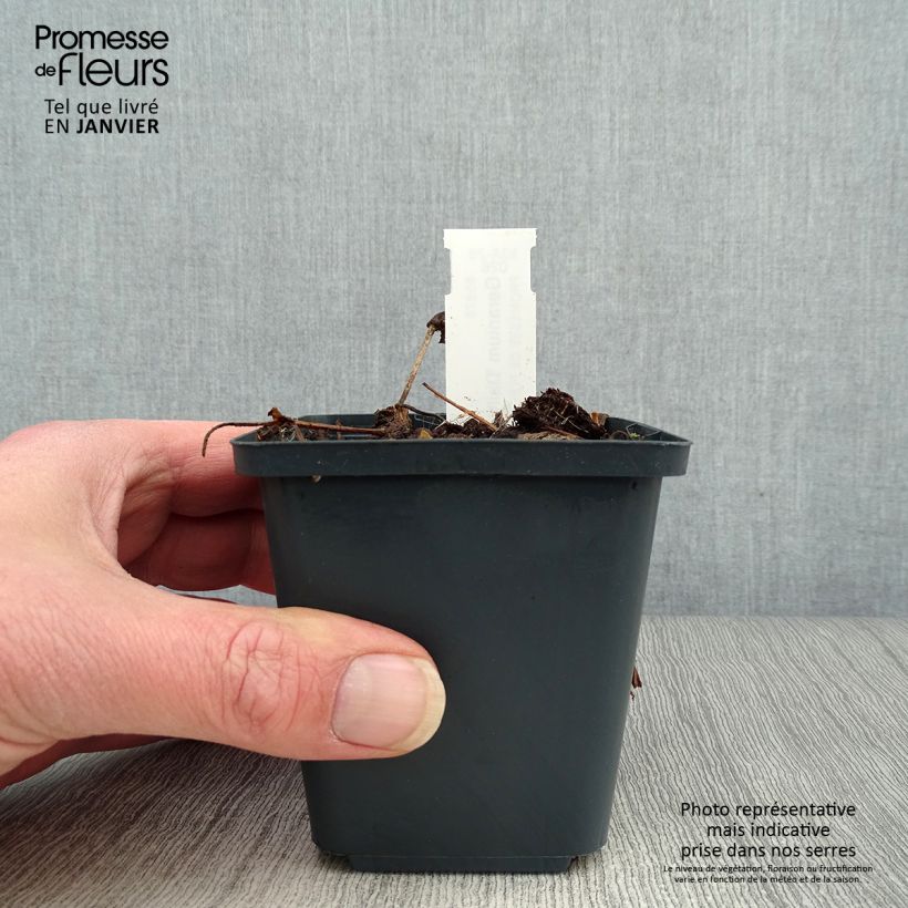 Amostra de Geranium vivace wallichianum Daily Blue Vaso de 8/9 cm tal como entregue no inverno