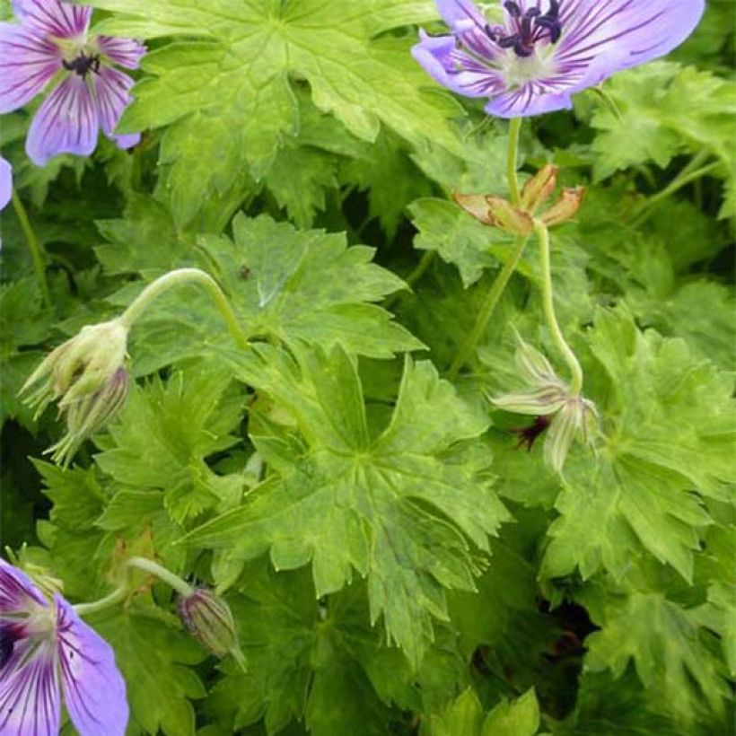 Geranium wallichianum Havana Blues (Folhagem)