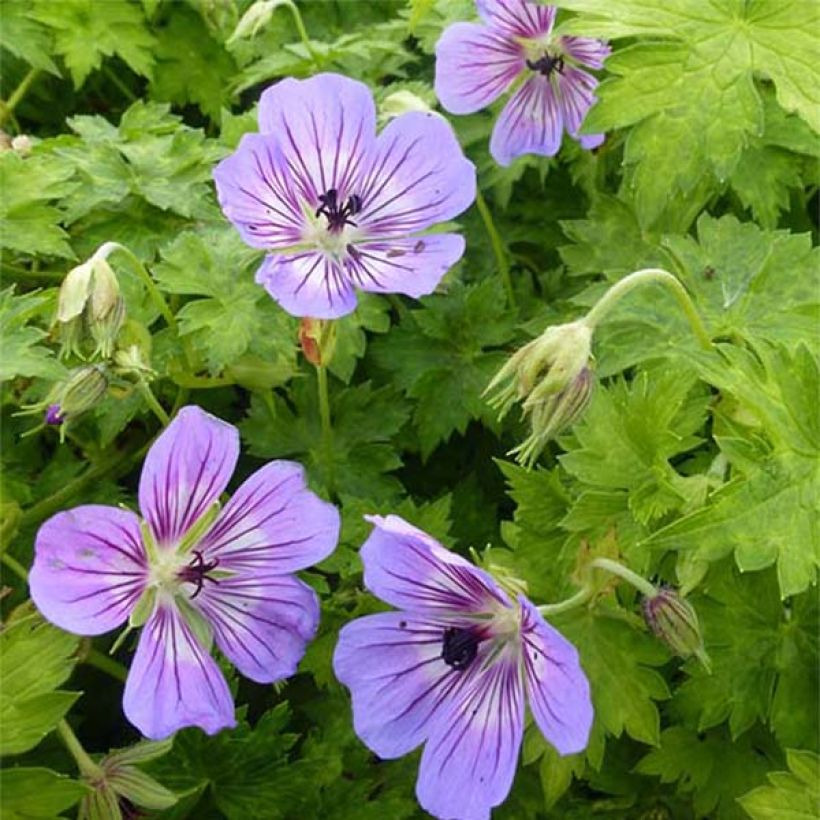 Geranium wallichianum Havana Blues (Floração)