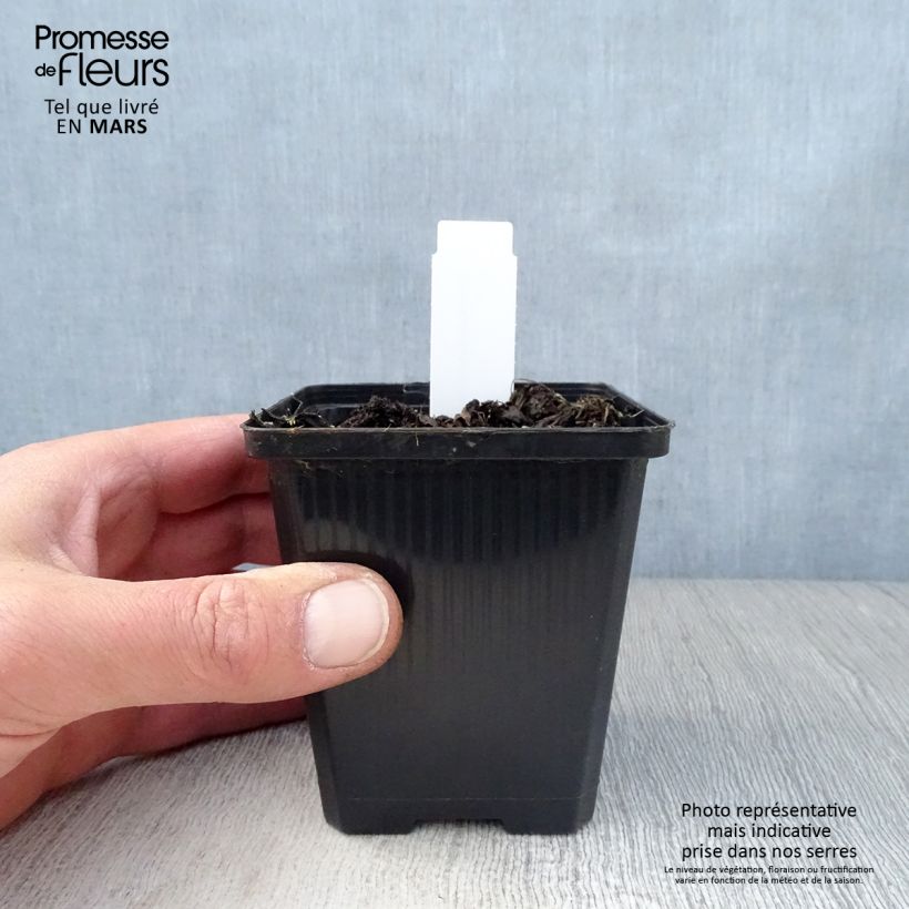 Amostra de Geranium wallichianum Havana Blues Vaso de 8/9 cm tal como entregue na primavera