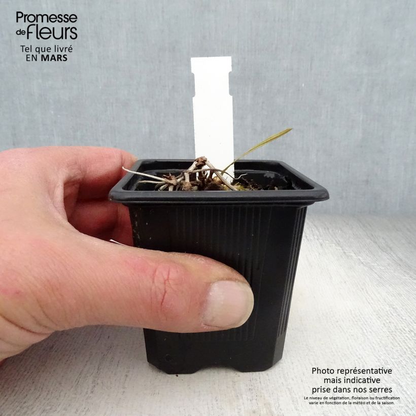 Amostra de Geranium wallichianum Magical® All Summer Delight Vaso de 8/9 cm tal como entregue na primavera