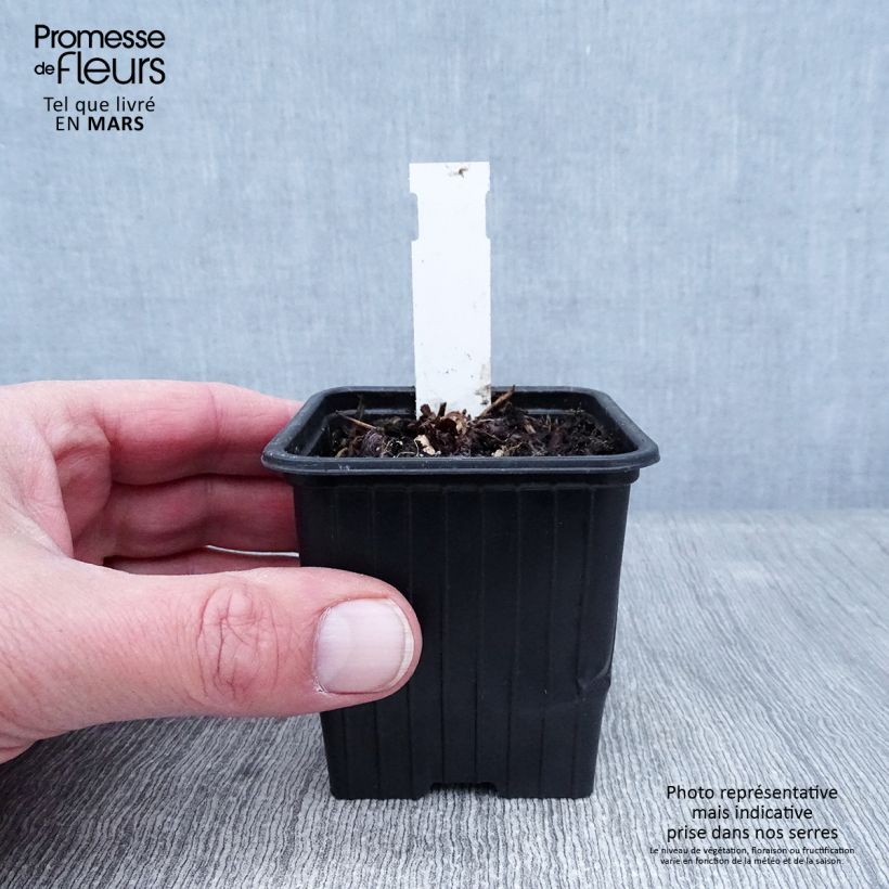 Amostra de Geranium vivace wallichianum Magical All Summer Delight Vaso de 8/9 cm tal como entregue no inverno