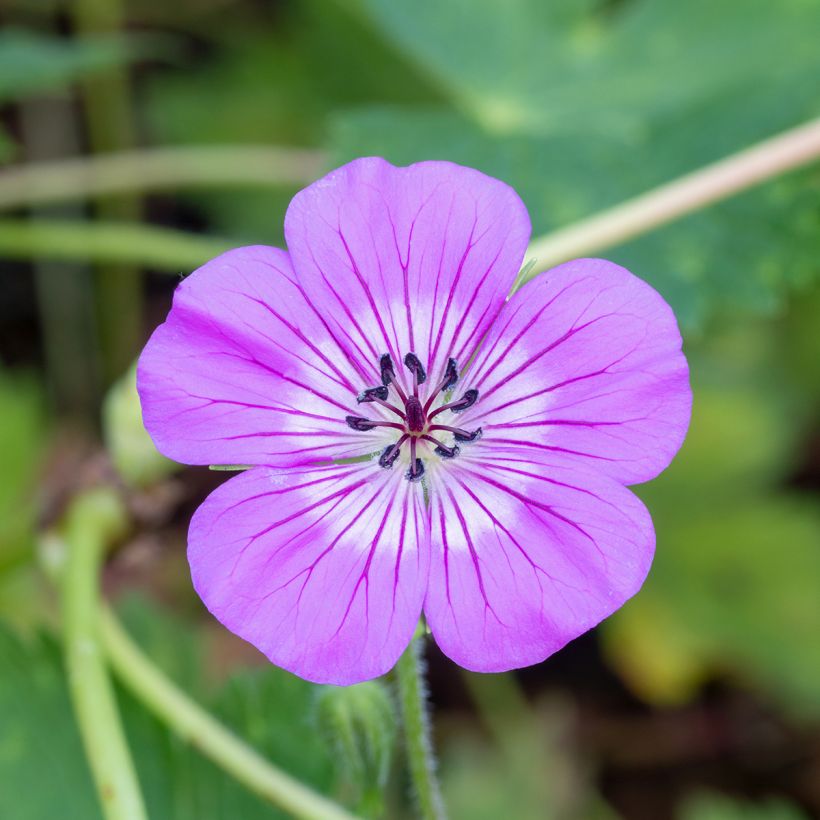 Geranium wallichianum Magical® All Summer Delight (Floração)