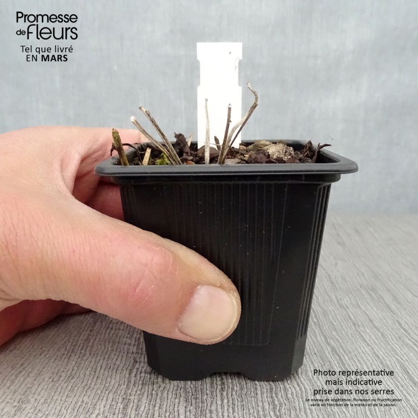 Amostra de Geranium wallichianum Magical® All Summer Joy Vaso de 8/9 cm tal como entregue na primavera